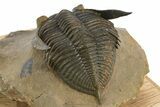 Beautiful Zlichovaspis Trilobite - Orange Eye Preservation #334933-4